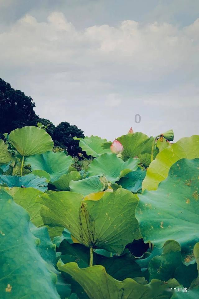 守护飞行城堡